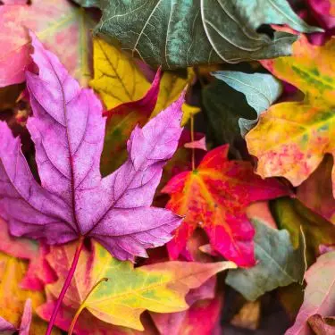 Træer og buske med smukke efterårsfarver